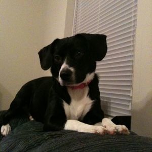 Meet your Posher, Janet